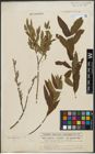 Foto von Salix purpurea L. x Salix viminalis L.
